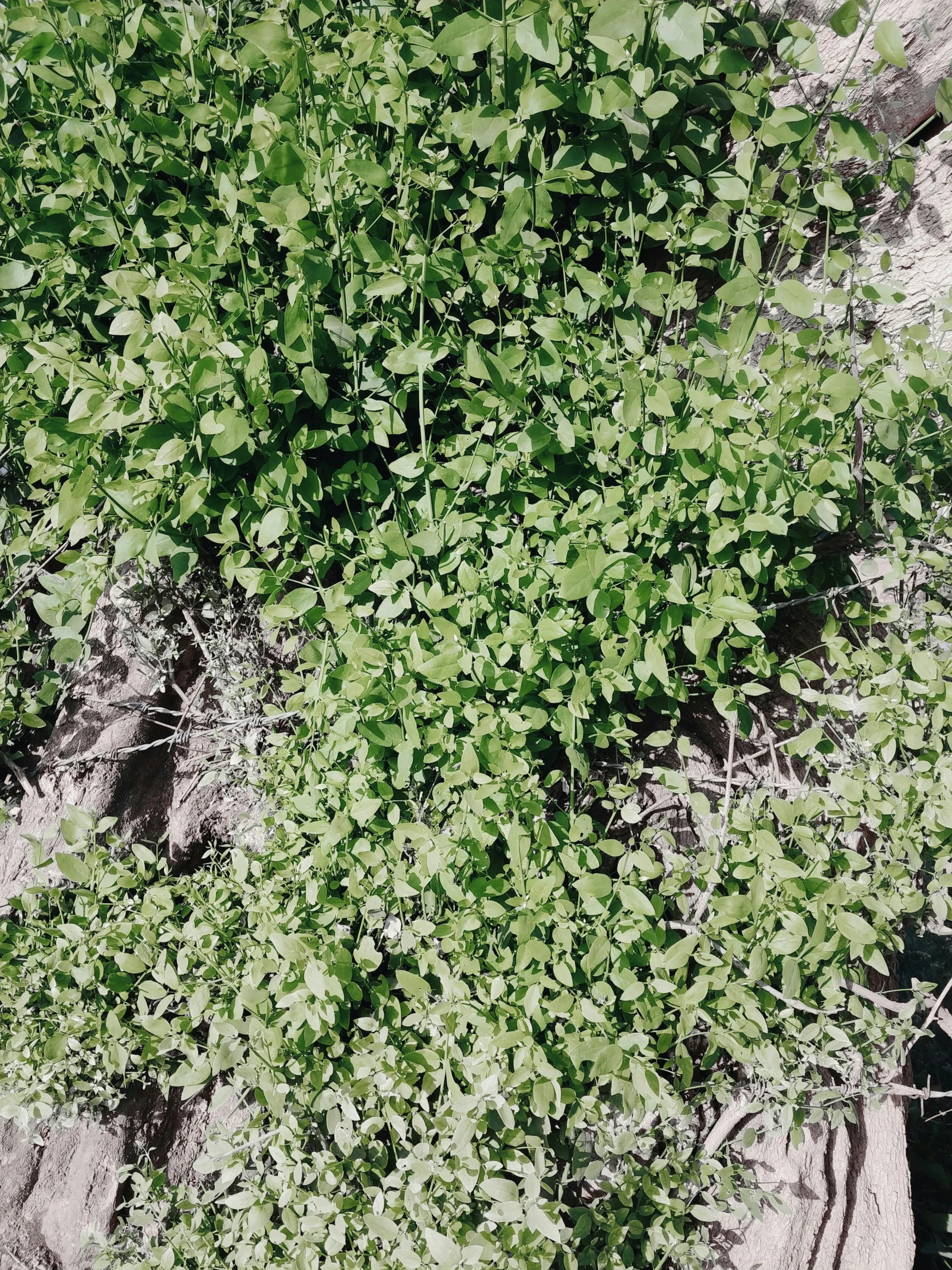 a plant that is growing out of a tree, inspired by Andy Goldsworthy, photo taken on fujifilm superia, green valley below, [ overhead view ]!!, mint leaves