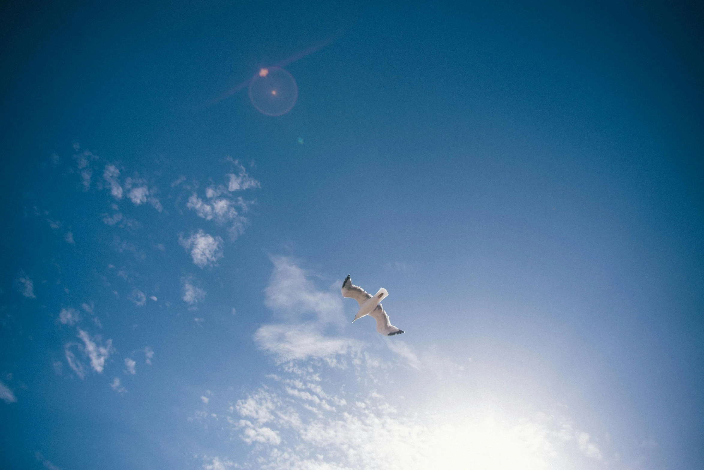 a bird that is flying in the sky, unsplash, on a hot australian day, portra 8 0 0 ”, the sun is shining. photographic, medium format. soft light