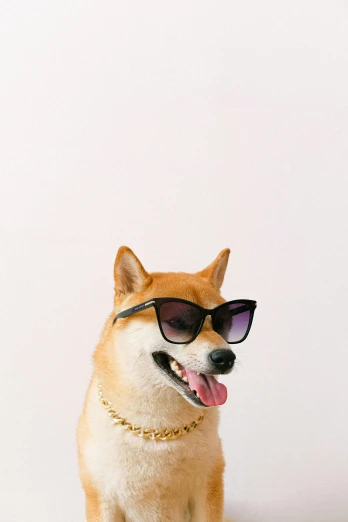 a close up of a dog wearing sunglasses, a picture, inspired by Shiba Kōkan, trending on pexels, minimalism, happy fashion model, crypto, vapor, doing a sassy pose