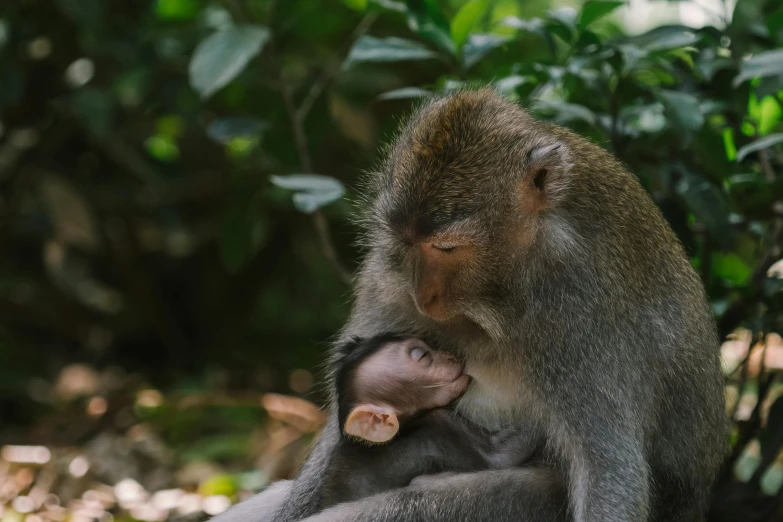a monkey holding a baby while sitting on a rock, pexels contest winner, sumatraism, cuddling her gremlings, grey, [ cinematic, australian