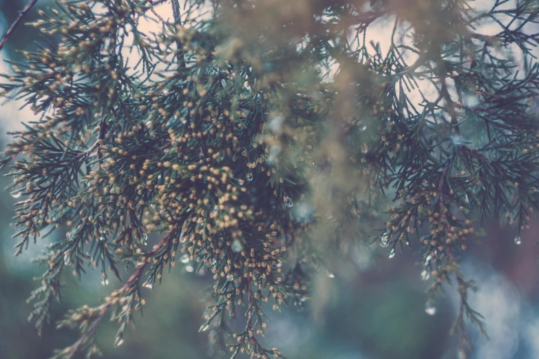 a close up of a branch of a tree, a picture, unsplash, hurufiyya, vintage photo, evergreen, drops around, ((trees))