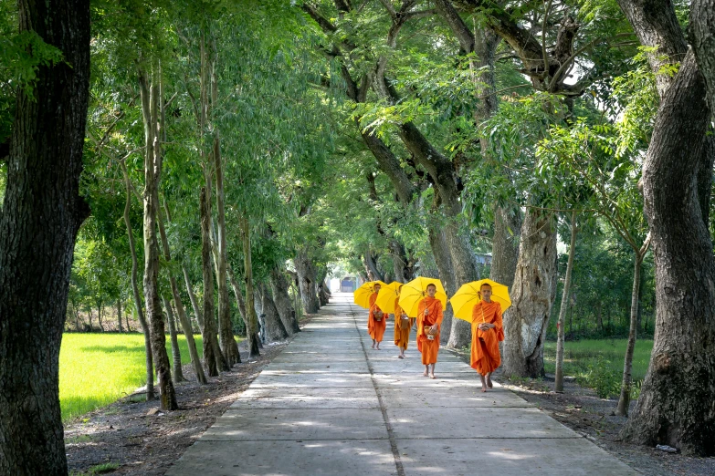 a group of monks walking down a tree lined path, inspired by Steve McCurry, unsplash, yellow parasol, thailand, 8k resolution”, maintenance photo