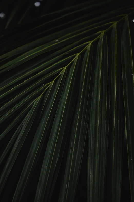 a close up of a palm leaf in the dark, unsplash, multiple stories, low quality photo, dark background ”