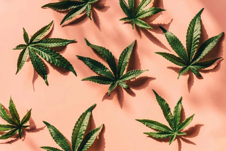 a group of marijuana leaves sitting on top of a pink surface, by Julia Pishtar, trending on pexels, in shades of peach, plant patterns, wavy hair spread out, thumbnail