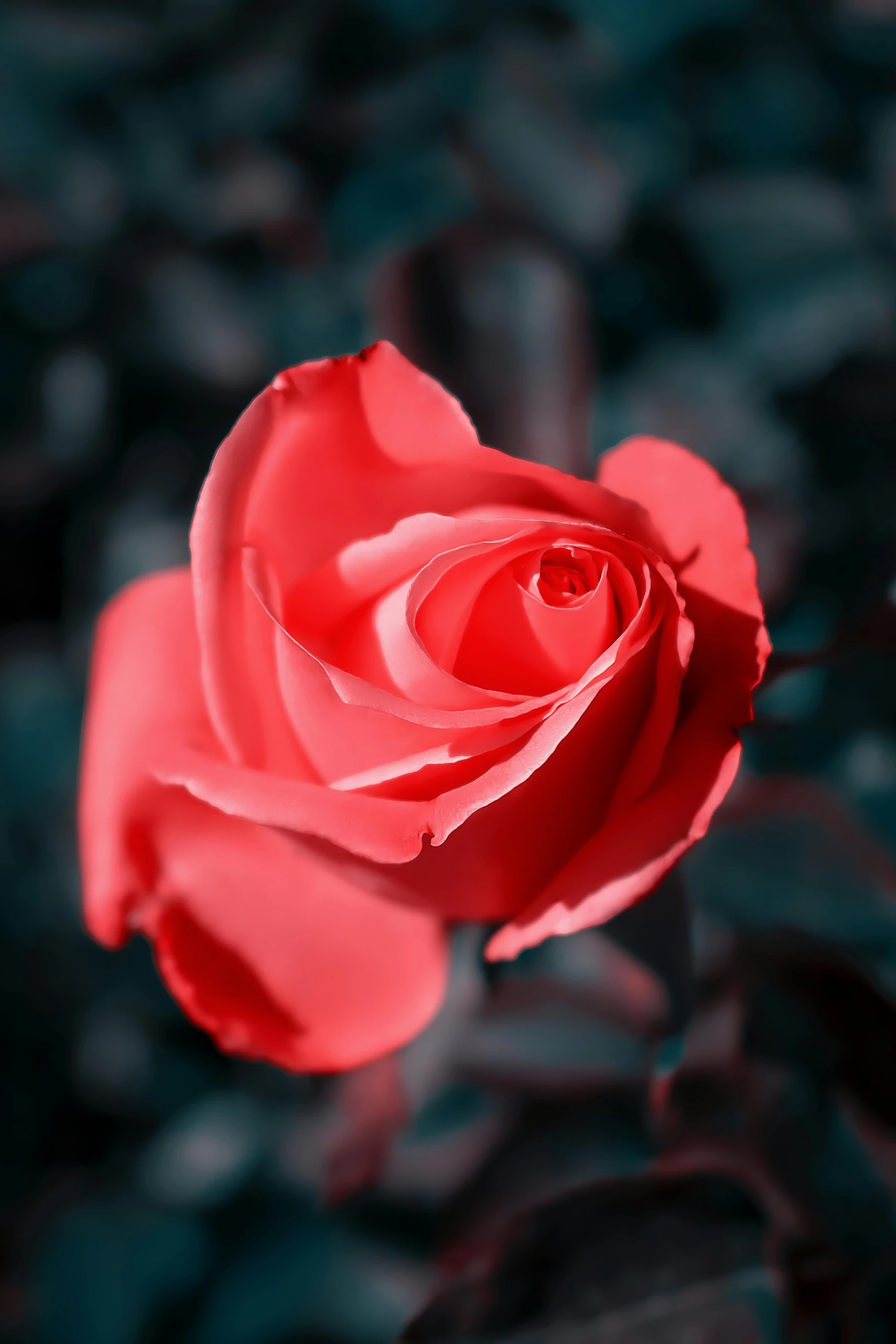 a red rose sitting on top of a lush green field, on a dark background, pink hue, paul barson, slide show