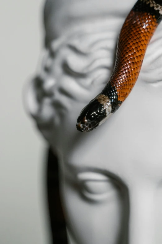 a statue of a head with a snake on top of it, by Adam Marczyński, trending on pexels, hyperrealism, white and orange, hand, mixed animal, brown
