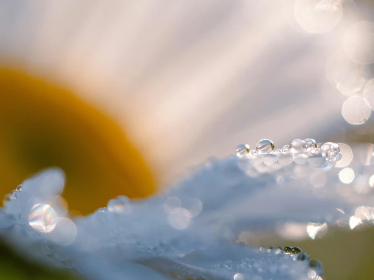 a close up of a flower with water droplets on it, a macro photograph, by Jan Rustem, trending on unsplash, chamomile, water reflecting suns light, sparkling crystals, high quality photo