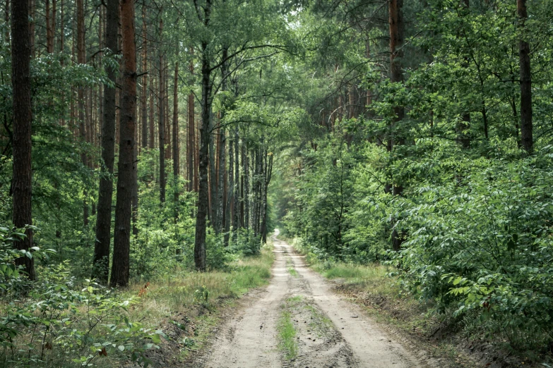 a dirt road in the middle of a forest, by Grytė Pintukaitė, unsplash, renaissance, 2 5 6 x 2 5 6 pixels, dezeen, rye (shishkin), trip to legnica