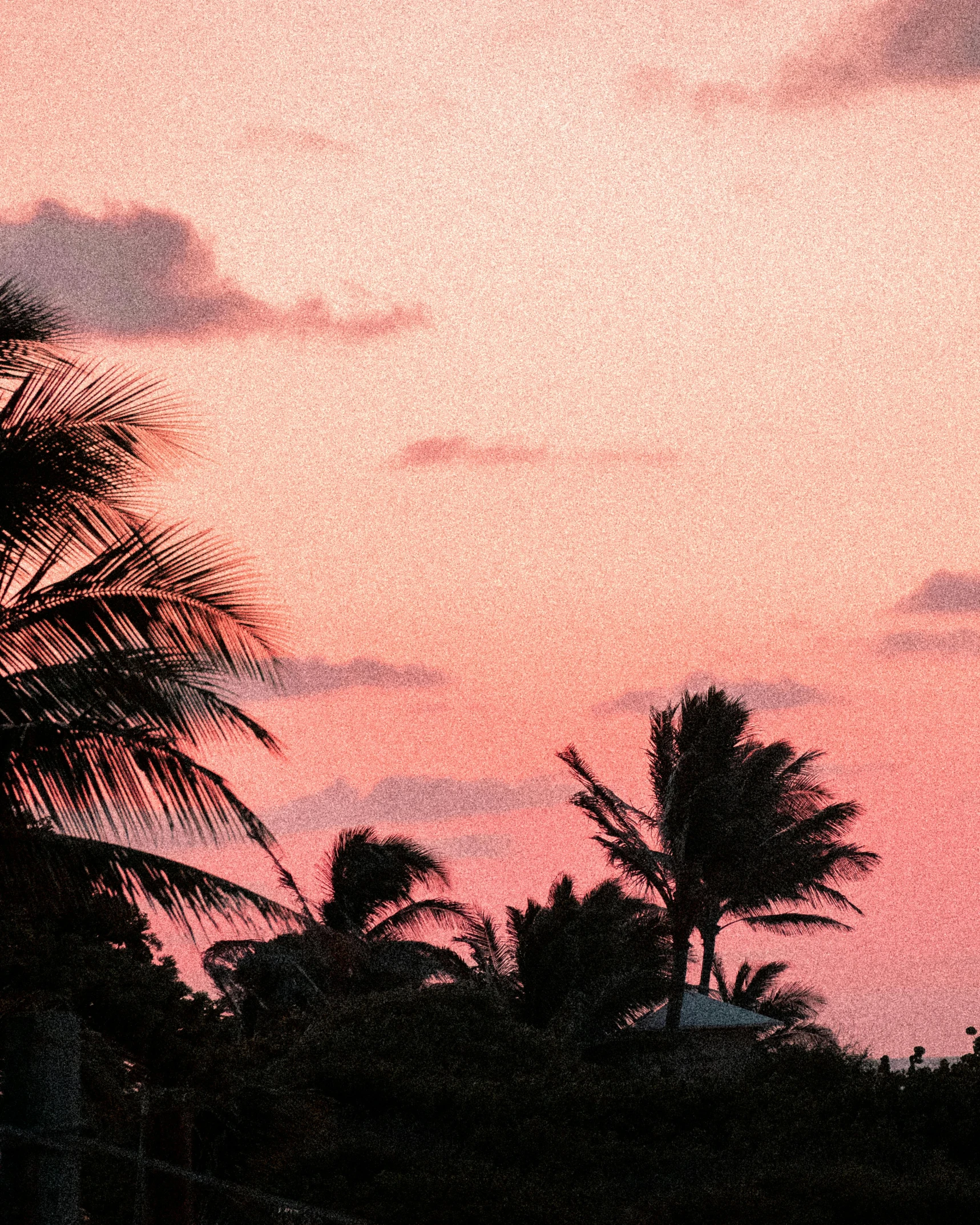 a couple of palm trees sitting on top of a lush green field, an album cover, pexels contest winner, aestheticism, pink sunset, beach aesthetic, palms and miami buildings, pink and red color scheme