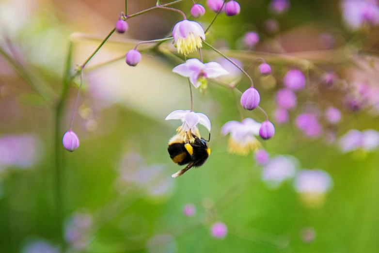 a close up of a bee on a flower, by John Gibson, unsplash, weeping willows and flowers, jasmine, purple and yellow, hanging upside down