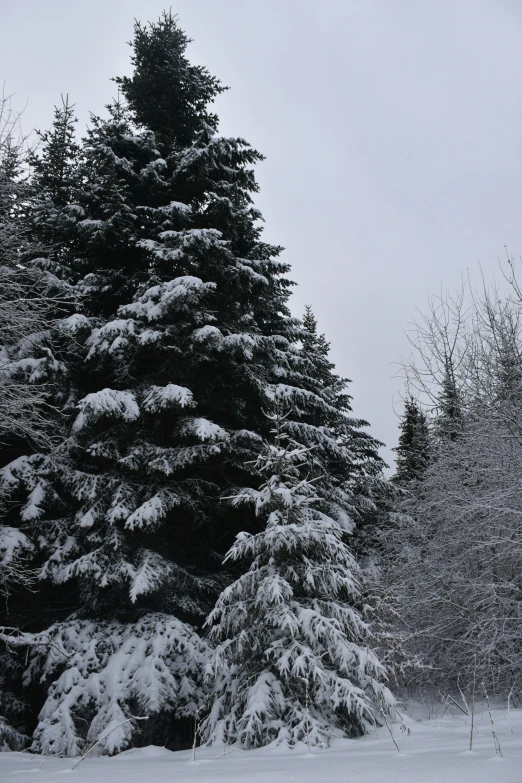 a man riding skis down a snow covered slope, a picture, by Anna Haifisch, les nabis, cannon snow covered trees, ((forest)), (3 are winter, gray skies