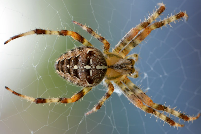 a close up of a spider on a web, pexels contest winner, hurufiyya, hyperreal highly detailed 8 k, halogen, illustration”, rotational symmetry