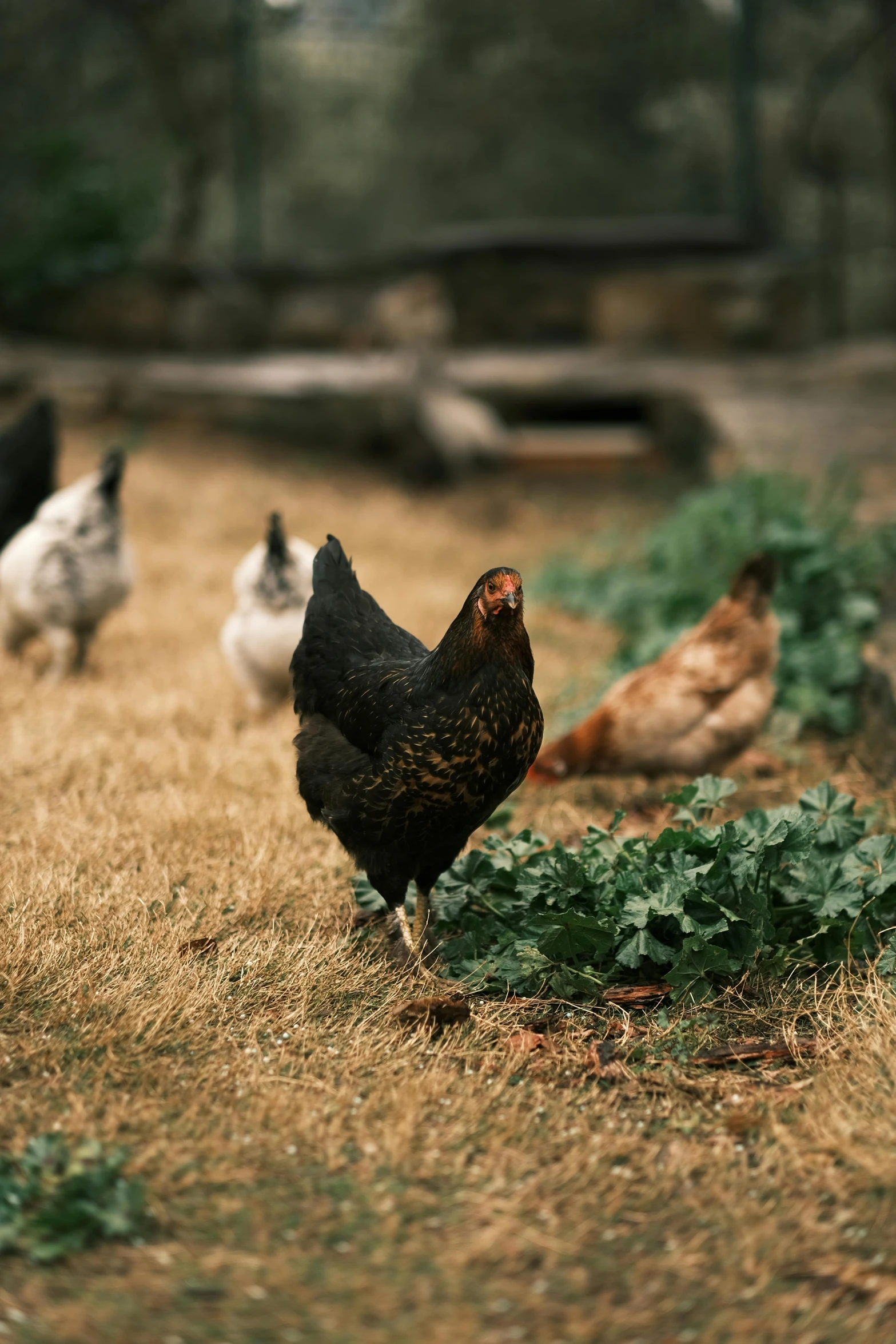 a group of chickens standing on top of a grass covered field, unsplash, renaissance, in garden, black, brown, walking down