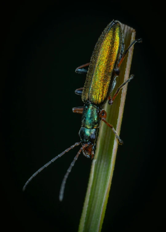 a close up of a beetle on a plant, by Andries Stock, shot at night with studio lights, long thick shiny gold beak, green legs, today's featured photograph 4 k