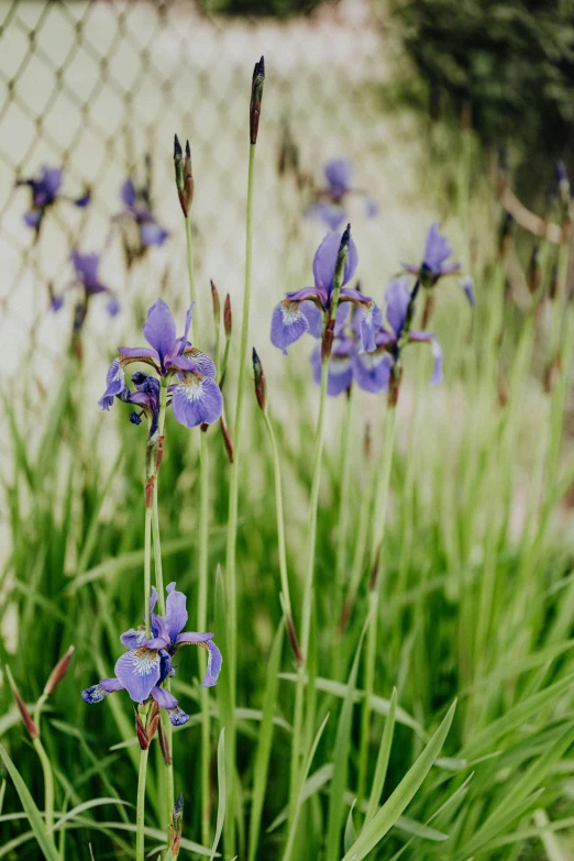 a bunch of purple flowers sitting on top of a lush green field, a portrait, by David Simpson, unsplash, blue iris, exterior botanical garden, subtle detailing, large tall