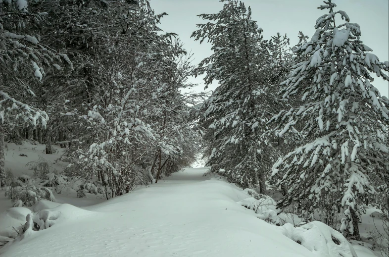 a man riding skis down a snow covered slope, inspired by Ivan Shishkin, pexels contest winner, renaissance, road between tall trees, grey, evergreen branches, 2022 photograph