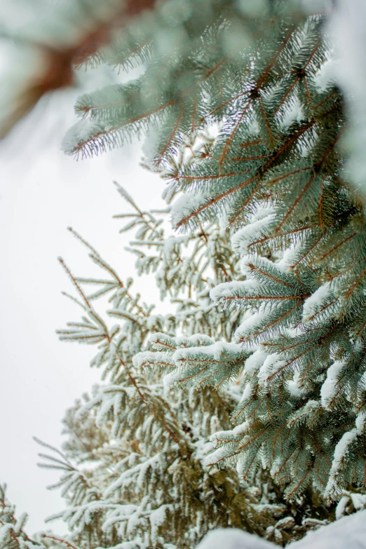 a man riding a snowboard down a snow covered slope, a photo, by Jessie Algie, romanticism, pine tree, organic detail, silver，ivory, medium close-up