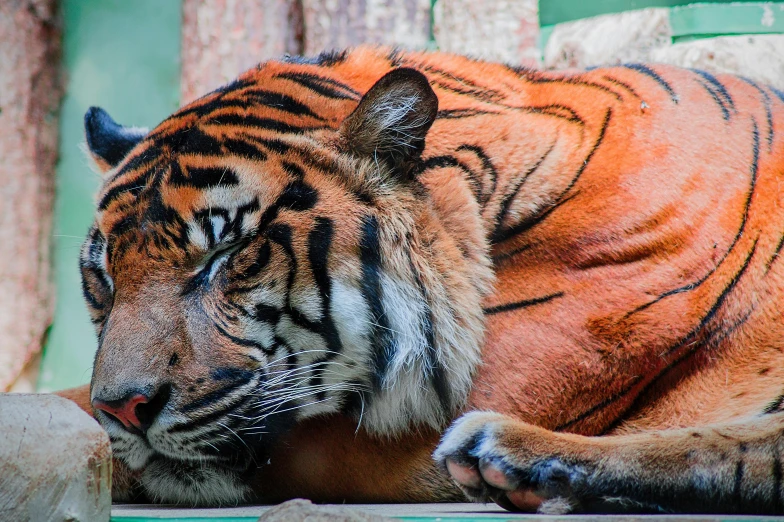 a close up of a tiger laying on a bench, profile image