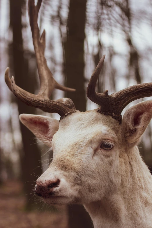 a close up of a deer in a forest, inspired by Rudolph F. Ingerle, trending on pexels, renaissance, albino white pale skin, curls on top of his head, a wooden, white