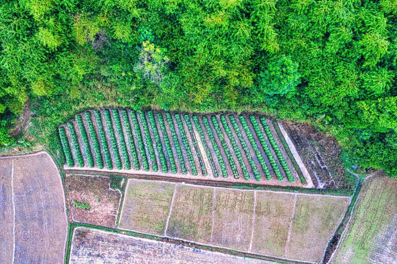 an aerial view of a field of crops, a digital rendering, by Daniel Lieske, pexels contest winner, assam tea garden setting, thumbnail, green trees, discovered photo