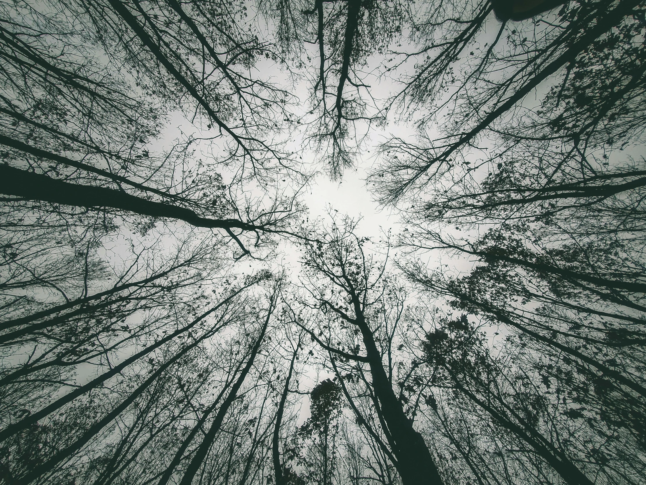 a black and white photo of a forest, unsplash, aestheticism, looking up onto the sky, multiple limbs, extremely pale, extremely symmetrical