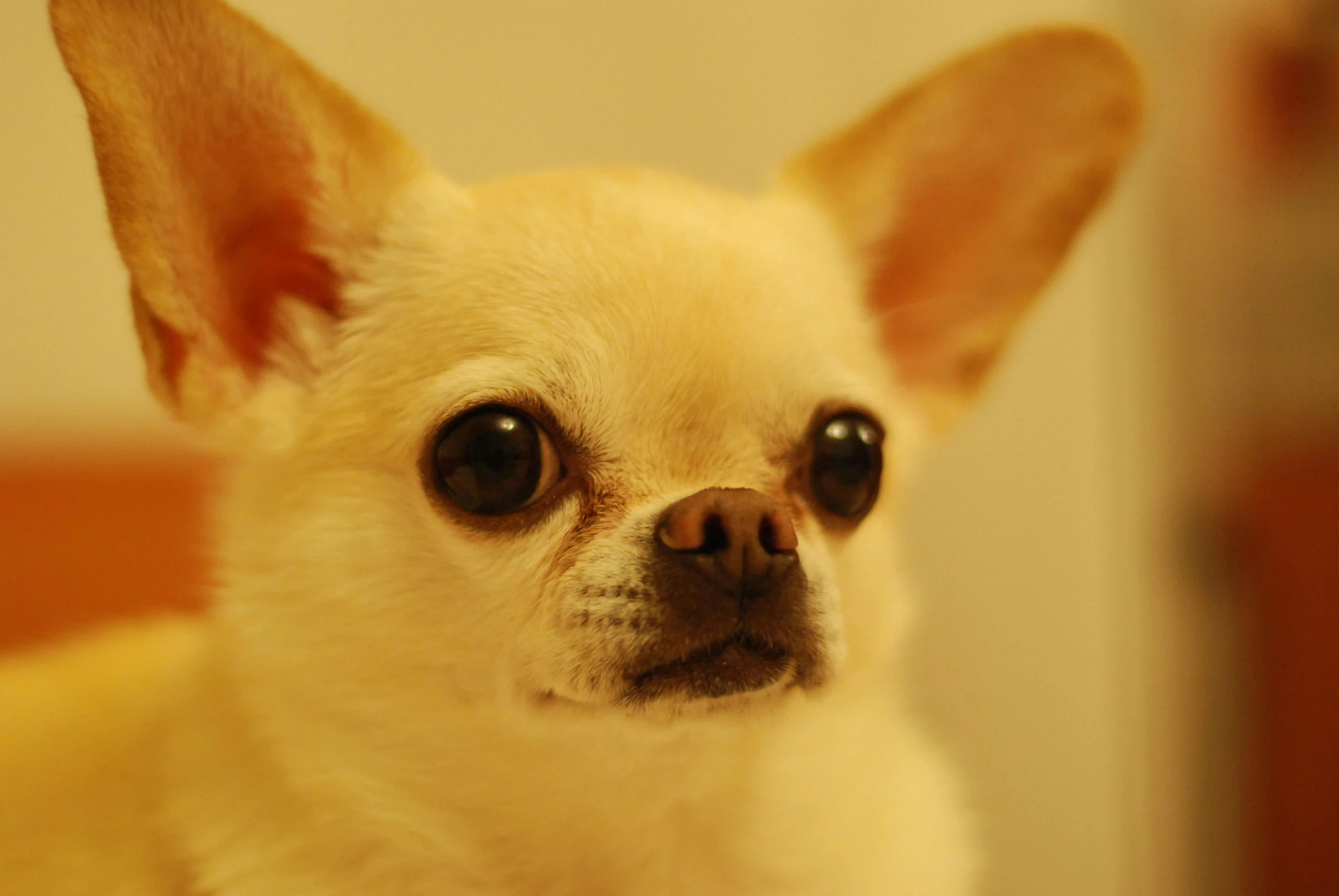 a close up of a small dog on a bed, pexels, god had dog chihuahua's head, square, porcelain skin ”, 2070