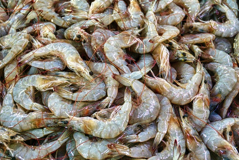 a pile of shrimp sitting on top of a table, by Carey Morris, pixabay, ffffound, farming, silk, grain”