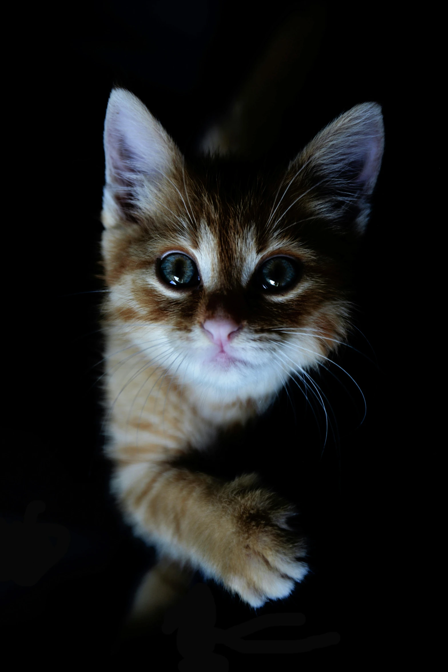 a small kitten sitting on top of a table, by Niko Henrichon, with a black background, looking down at you, up-close