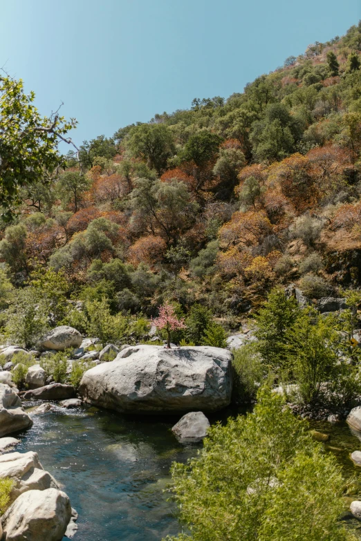 a man standing on top of a rock next to a river, colorful vegetation, malibu canyon, 2019 trending photo, panoramic