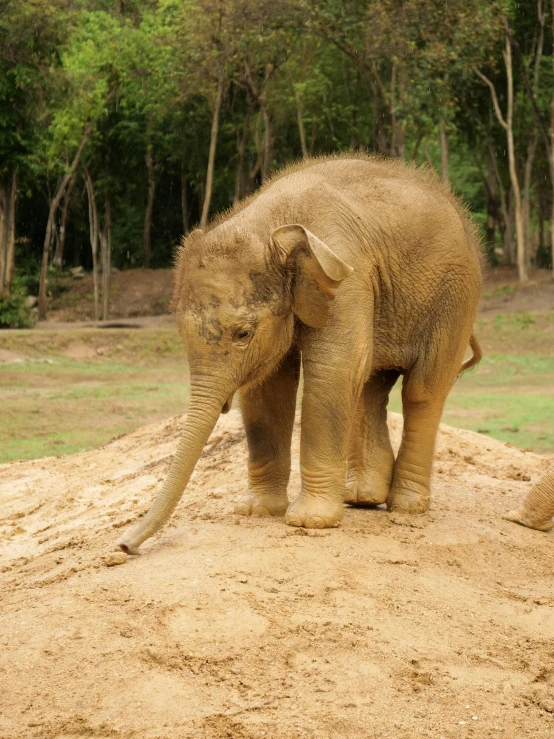 a baby elephant standing on top of a pile of dirt, intimidating floating sand, scratching head, nivanh chanthara, a small