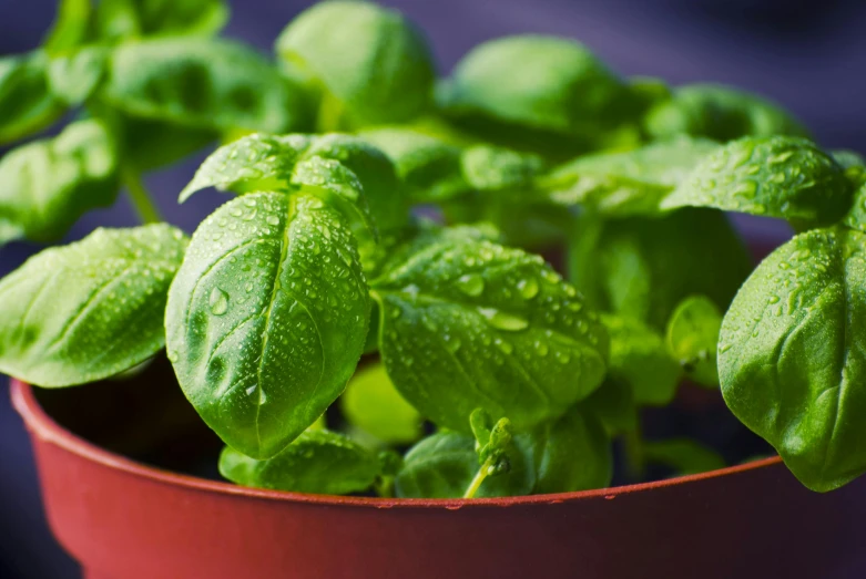 a close up of a plant in a pot, by Daniel Lieske, shutterstock, fresh basil, closeup at the food, crisp details, high-resolution photo