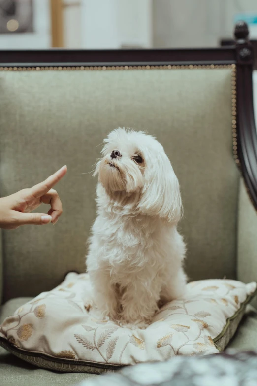 a small white dog sitting on top of a pillow, by Elsa Bleda, trending on unsplash, hand gestures, magician, 1 7 9 5, on a coffee table