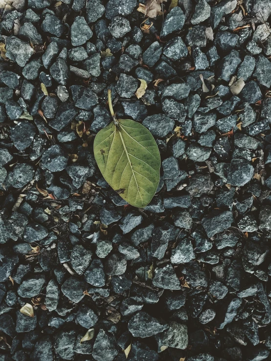 a green leaf sitting on top of a pile of rocks, an album cover, by Elsa Bleda, unsplash contest winner, ignant, 4 k hd wallpapear, asphalt and metal, profile picture