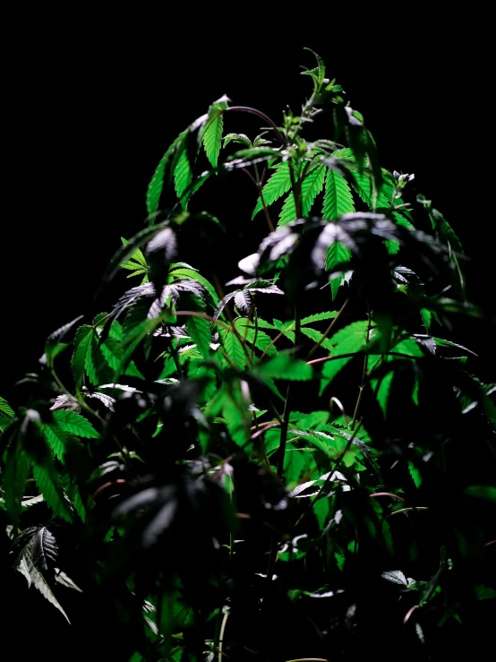 a plant that is lit up in the dark, a hologram, inspired by Elsa Bleda, marijuana photography, ilustration, taken with sony alpha 9, trees and plants