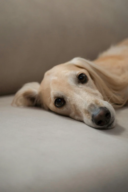 a close up of a dog laying on a couch, a picture, inspired by Elke Vogelsang, pexels, looking sad, a blond, 15081959 21121991 01012000 4k, low detail