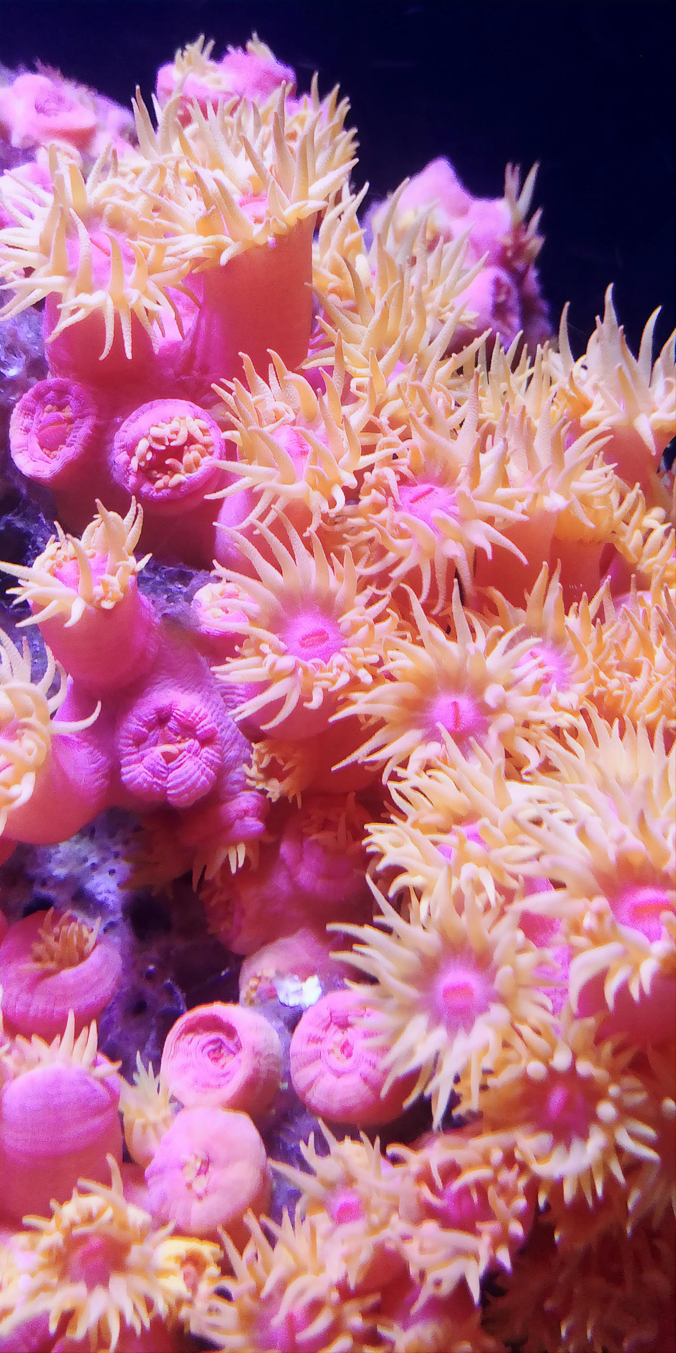 a close up of an orange and pink sea anemone, pink yellow flowers, reddit post, high-resolution photo