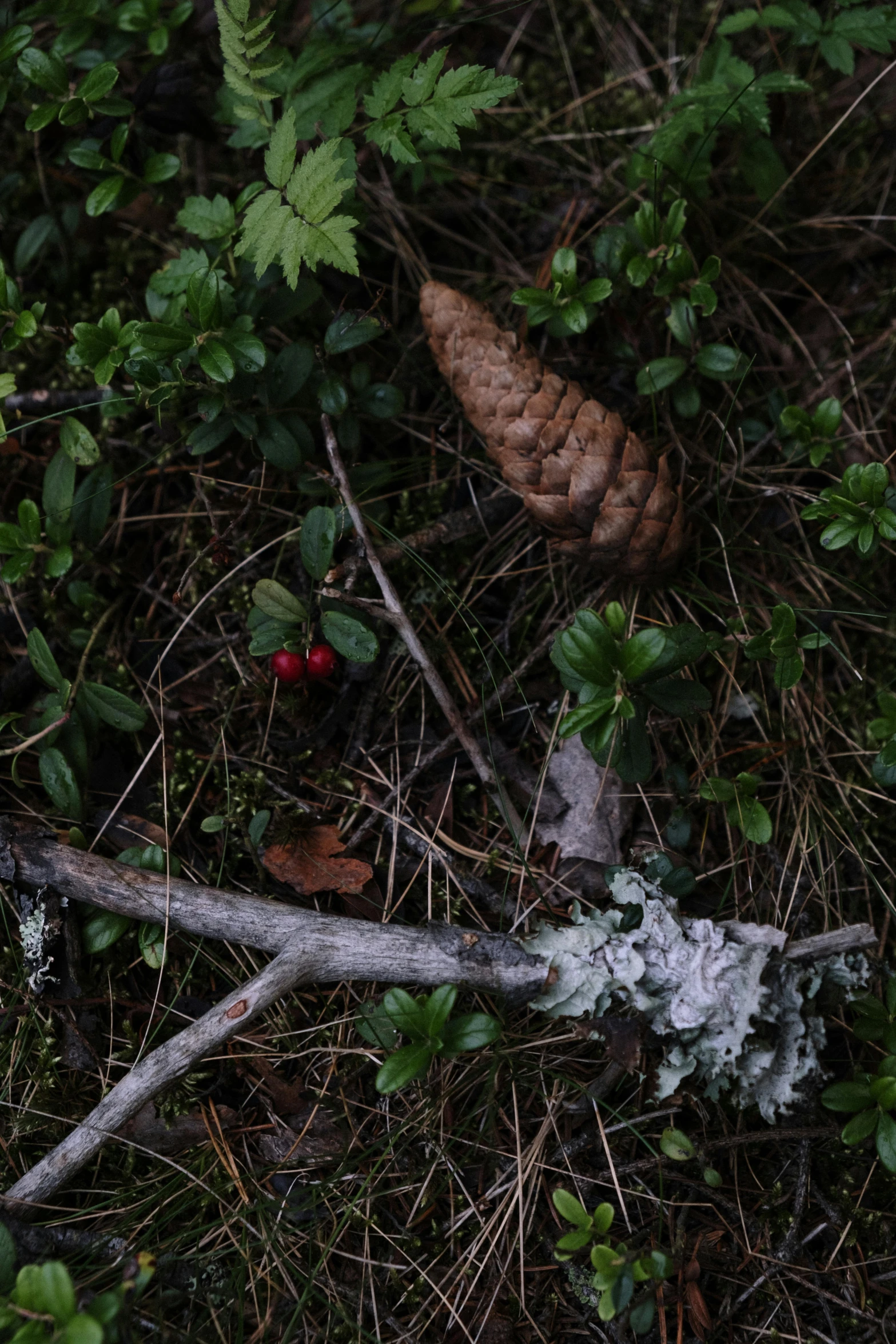 a white mushroom sitting on top of a lush green forest, by Jaakko Mattila, land art, berries, pinecone, low quality photo, a high angle shot