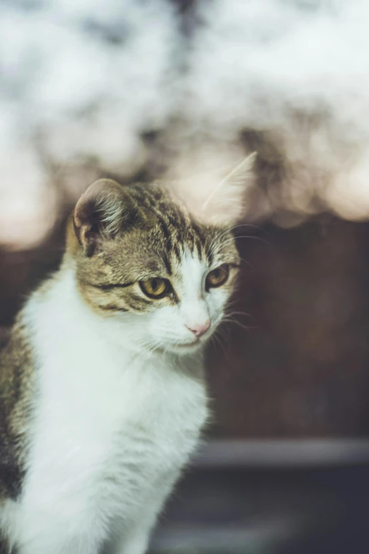 a cat sitting on top of a window sill, a picture, by Niko Henrichon, trending on unsplash, short brown hair and large eyes, slightly pixelated, smirking, white