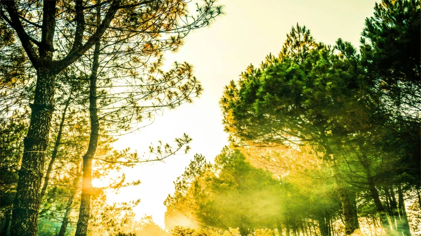 a fire hydrant sitting in the middle of a forest, by Jesper Knudsen, pexels contest winner, romanticism, early morning sun in the sky, yellow and greens, arrendajo in avila pinewood, ((trees))