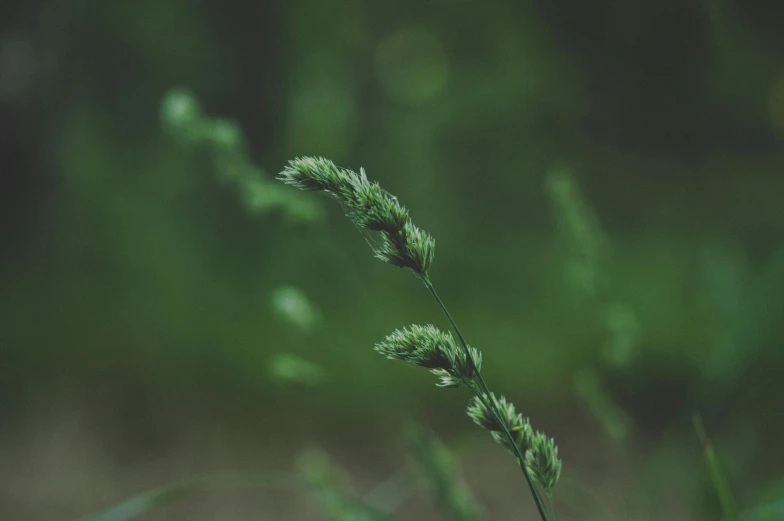 a close up of a plant with a blurry background, by Adam Marczyński, trending on unsplash, grass. kodak, forest green, instagram picture, high grain