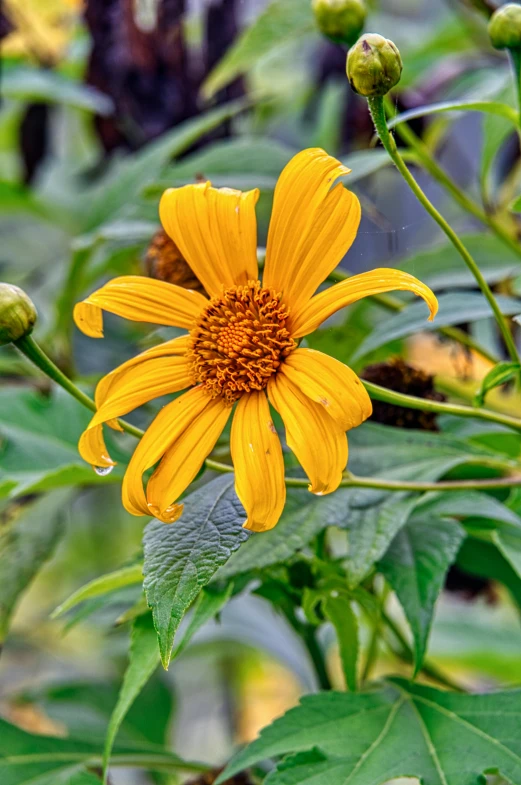 a close up of a yellow flower with green leaves, slight overcast weather, helianthus flowers, small and dense intricate vines, tall thin