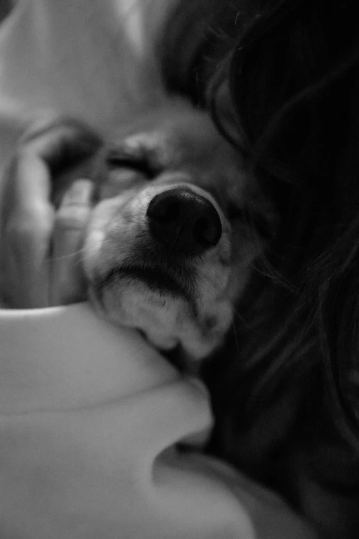 a black and white photo of a dog sleeping, by Altichiero, long - haired chihuahua, unconditional love, about to consume you, :: morning