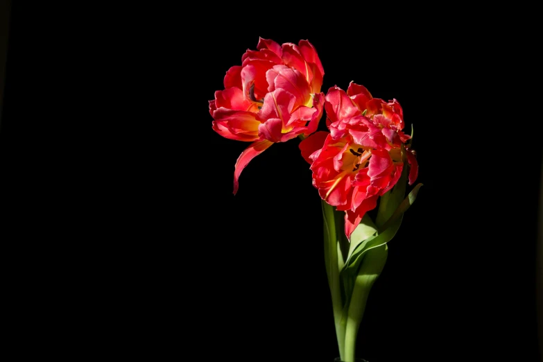 a close up of two red flowers in a vase, by Andries Stock, pexels, romanticism, standing with a black background, tulip, vibrant pink, without text