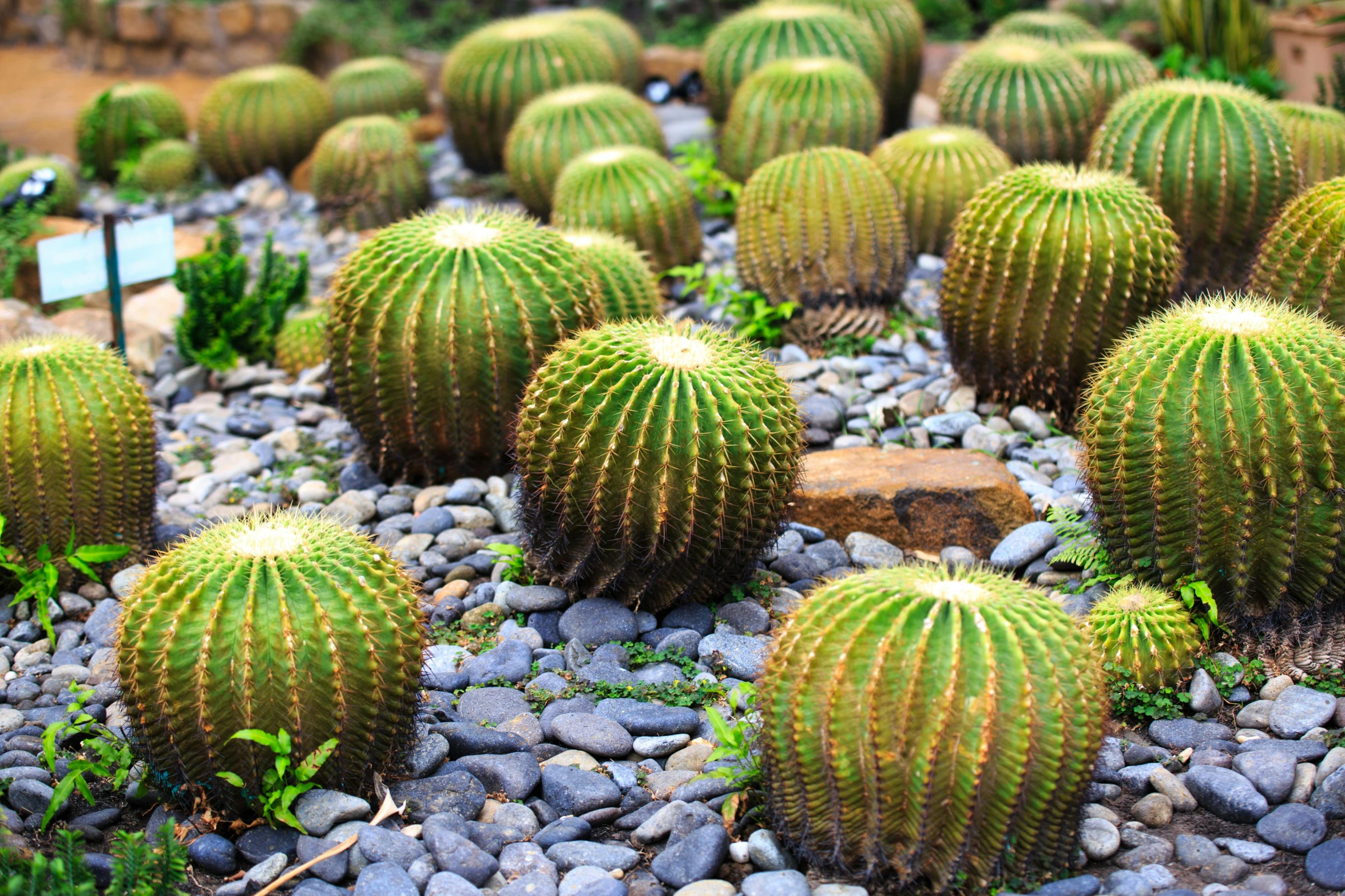 a group of cactus plants sitting on top of a pile of rocks, inspired by david rubín, pexels, orange fluffy spines, walking, green, high textured