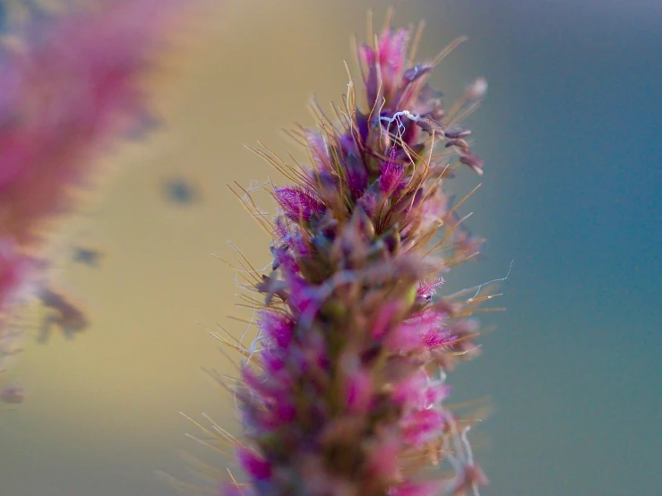 a close up of a flower with a blurry background, a macro photograph, by Adam Marczyński, pexels contest winner, pink grass, tiny insects, instagram photo