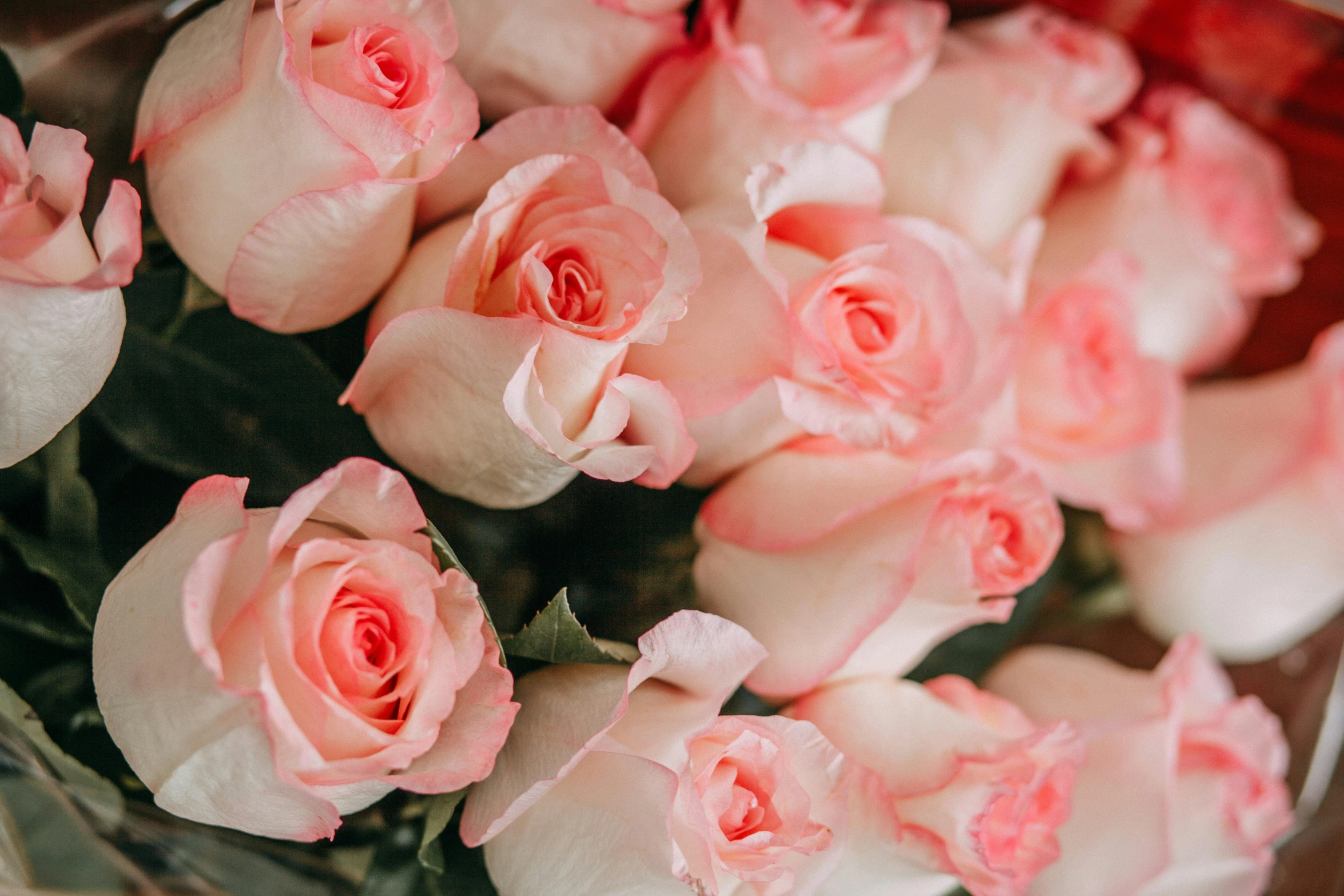 a close up of a bunch of pink roses, by Carey Morris, trending on unsplash, creamy, celebration, pink orange flowers, heaven pink