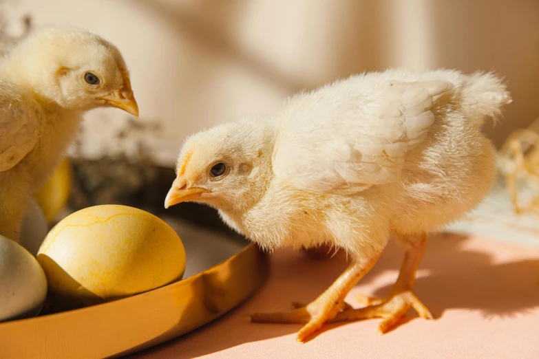 a couple of chickens standing next to a bowl of eggs, by Julia Pishtar, trending on pexels, renaissance, yellow, albino, australian, thumbnail