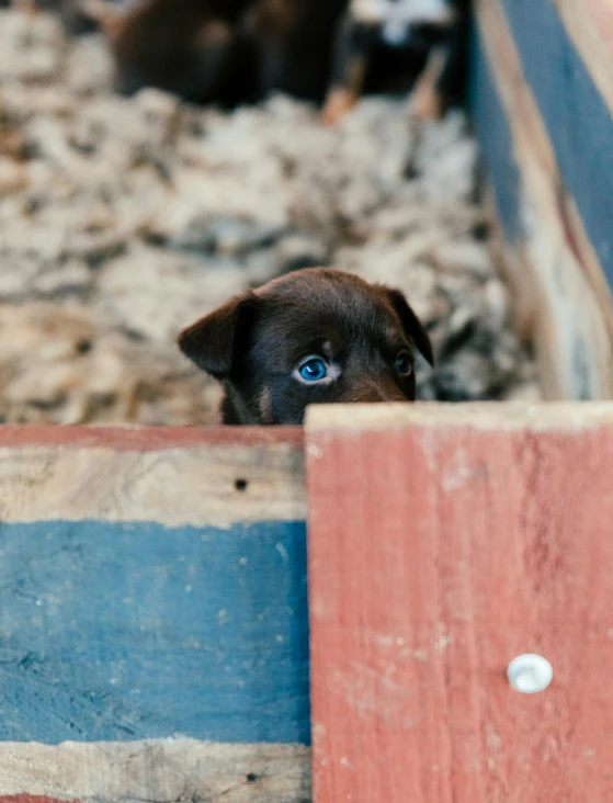 a close up of a dog looking over a fence, digging, small blue eyes, cardboard, 2019 trending photo