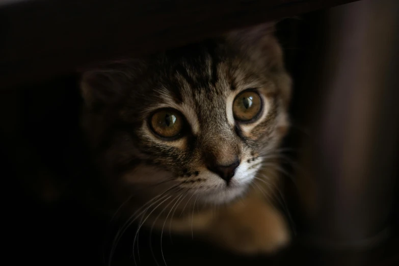 a close up of a cat looking at the camera, hiding, on a dark background, the cutest kitten ever, unsplash photo contest winner