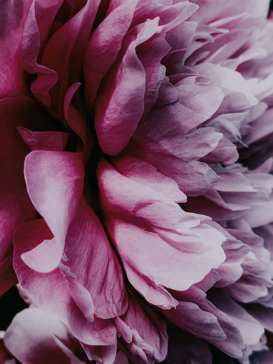 a close up of a pink flower in a vase, purple hues, magenta and gray, alessio albi, black peonies